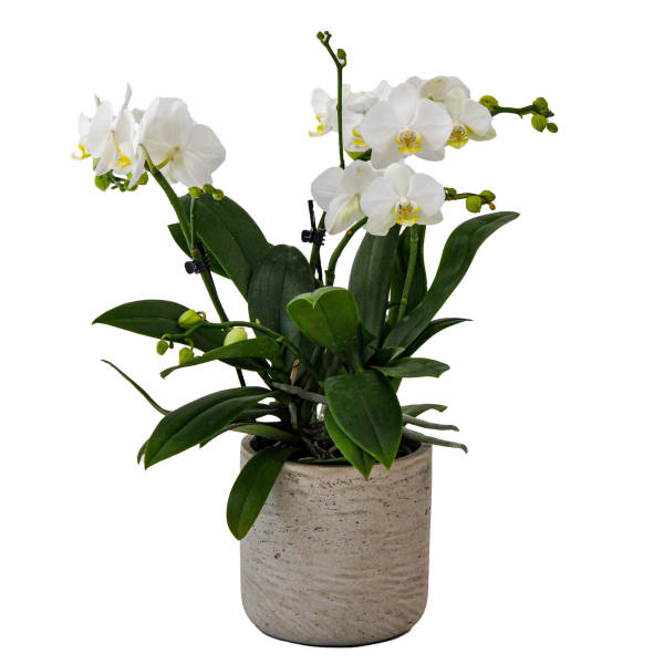 Orchidee weiss mit 5 Rispen