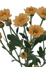 STRUB Chrysanthemum orange