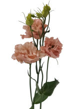 STRUB Lisianthus rose