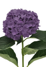 STRUB Hortensia violett
