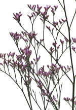 STRUB Limonium violett