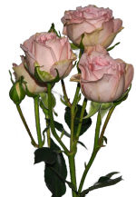 STRUB Polyantha-Rosen rosa