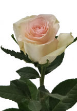 STRUB Rose rose